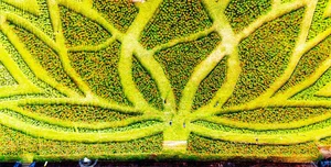 Stunning Giant Lotus Flower Installation at Hue Imperial City: A Vibrant Lunar New Year Celebration in Vietnam - image 9