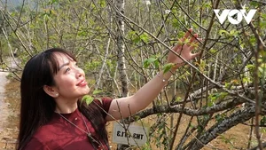 Explore Tuyet Son Cave: A Spiritual Trekking Journey Through Huong Pagoda's Ancient Apricot Forest - image 4