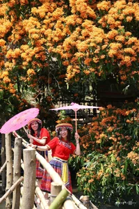 Discover the Radiant Beauty of Ta Ma Stream's Saraca Dives Flowers in Binh Dinh - image 7