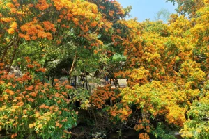 Discover the Radiant Beauty of Ta Ma Stream's Saraca Dives Flowers in Binh Dinh - image 4