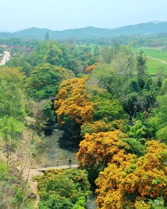 Discover the Radiant Beauty of Ta Ma Stream's Saraca Dives Flowers in Binh Dinh - image 6