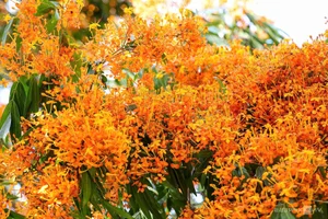 Discover the Radiant Beauty of Ta Ma Stream's Saraca Dives Flowers in Binh Dinh - image 2