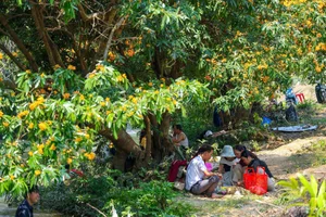Discover the Radiant Beauty of Ta Ma Stream's Saraca Dives Flowers in Binh Dinh - image 3