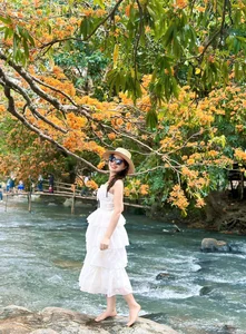 Discover the Radiant Beauty of Ta Ma Stream's Saraca Dives Flowers in Binh Dinh - image 0