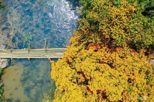 Discover the Radiant Beauty of Ta Ma Stream's Saraca Dives Flowers in Binh Dinh - image 5