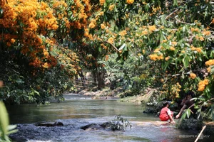 Discover the Radiant Beauty of Ta Ma Stream's Saraca Dives Flowers in Binh Dinh - image 1