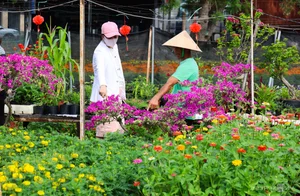 Blooming Beauty: Exploring the Largest Tet Flower Field in Binh Duong - image 1