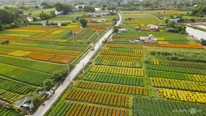 Blooming Beauty: Exploring the Largest Tet Flower Field in Binh Duong - image 8