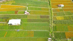 Blooming Beauty: Exploring the Largest Tet Flower Field in Binh Duong - image 3
