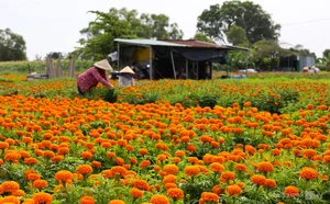 Blooming Beauty: Exploring the Largest Tet Flower Field in Binh Duong - image 9