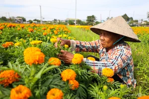 Blooming Beauty: Exploring the Largest Tet Flower Field in Binh Duong - image 0