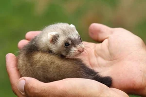 Discover the Mysterious Charm of Ferrets - The Intelligent and Playful Companion - image 4