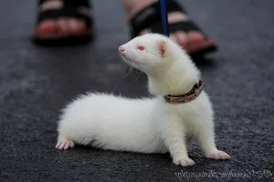 Discover the Mysterious Charm of Ferrets - The Intelligent and Playful Companion - image 8