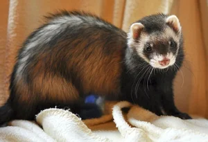 Discover the Mysterious Charm of Ferrets - The Intelligent and Playful Companion - image 0