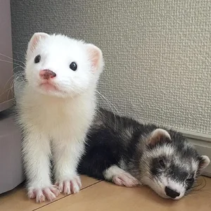 Discover the Mysterious Charm of Ferrets - The Intelligent and Playful Companion - image 6