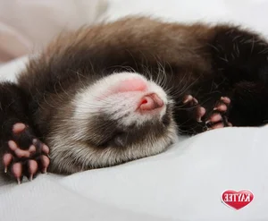 Discover the Mysterious Charm of Ferrets - The Intelligent and Playful Companion - image 2