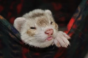 Discover the Mysterious Charm of Ferrets - The Intelligent and Playful Companion - image 5