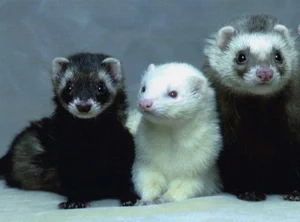 Discover the Mysterious Charm of Ferrets - The Intelligent and Playful Companion - image 3