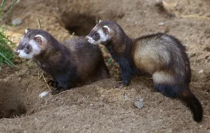 Discover the Mysterious Charm of Ferrets - The Intelligent and Playful Companion - image 1