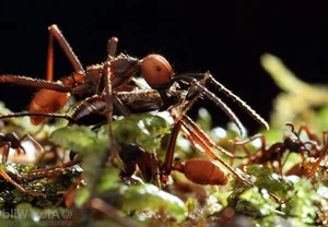 Exploring the Wild: 15 Most Unique Animals of the Amazon Rainforest - image 5