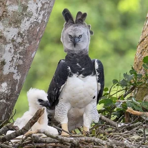 Exploring the Wild: 15 Most Unique Animals of the Amazon Rainforest - image 1