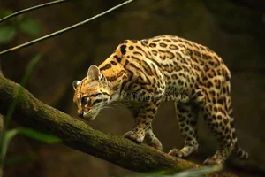 Exploring the Wild: 15 Most Unique Animals of the Amazon Rainforest - image 0