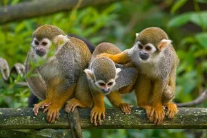 Exploring the Wild: 15 Most Unique Animals of the Amazon Rainforest - image 12