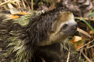 Exploring the Wild: 15 Most Unique Animals of the Amazon Rainforest - image 7