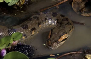 Exploring the Wild: 15 Most Unique Animals of the Amazon Rainforest - image 11