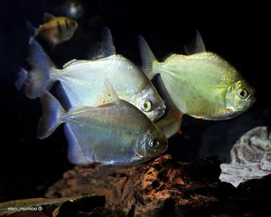 Exploring the Wild: 15 Most Unique Animals of the Amazon Rainforest - image 13