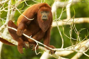 Exploring the Wild: 15 Most Unique Animals of the Amazon Rainforest - image 14