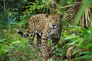 Exploring the Wild: 15 Most Unique Animals of the Amazon Rainforest - image 6