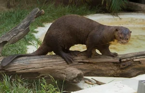 Exploring the Wild: 15 Most Unique Animals of the Amazon Rainforest - image 9