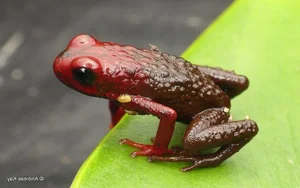 Exploring the Wild: 15 Most Unique Animals of the Amazon Rainforest - image 10