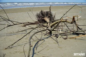 Environmental Concerns as Beautiful Vietnamese Beach Faces Trash and Grazing After Tourist Season - image 6