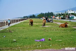 Environmental Concerns as Beautiful Vietnamese Beach Faces Trash and Grazing After Tourist Season - image 2
