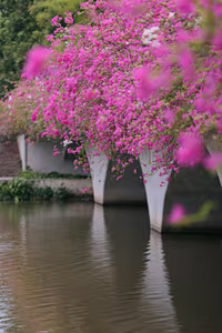 Vibrant Pink Bougainvillea Bridge: Ecopark Hung Yen's Hottest New Check-in Spot Captivating Youth - image 3