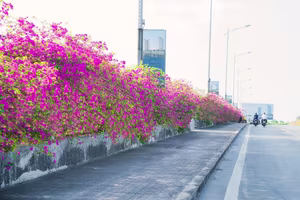 Vibrant Pink Bougainvillea Bridge: Ecopark Hung Yen's Hottest New Check-in Spot Captivating Youth - image 7
