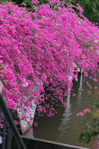 Vibrant Pink Bougainvillea Bridge: Ecopark Hung Yen's Hottest New Check-in Spot Captivating Youth - image 8
