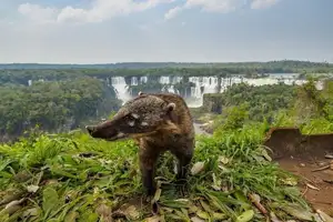Admire Iguazu National Park: Incredible majestic Devil's Throat Falls scene at Brazil - Argentina border - image 5