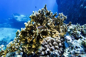 Explore the Underwater Wonders: Scuba Diving and Coral Reefs in Nha Trang Bay - image 3