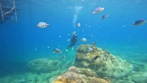 Explore the Underwater Wonders: Scuba Diving and Coral Reefs in Nha Trang Bay - image 7