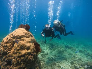 Explore the Underwater Wonders: Scuba Diving and Coral Reefs in Nha Trang Bay - image 1