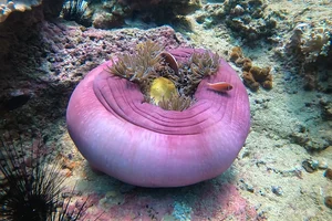Explore the Underwater Wonders: Scuba Diving and Coral Reefs in Nha Trang Bay - image 2