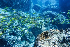 Explore the Underwater Wonders: Scuba Diving and Coral Reefs in Nha Trang Bay - image 5