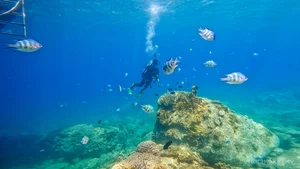 Explore the Underwater Wonders: Scuba Diving and Coral Reefs in Nha Trang Bay - image 4