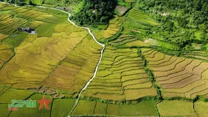 Son La New Rice Festival: A Cultural Celebration of National Day - image 0