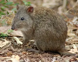 Discover the Potoroo: Australia's Ancient, Mysterious Marsupial & Ecosystem Engineer - image 0