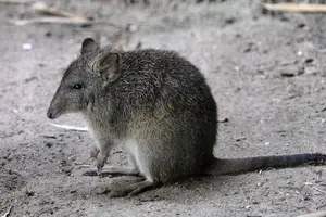 Discover the Potoroo: Australia's Ancient, Mysterious Marsupial & Ecosystem Engineer - image 8