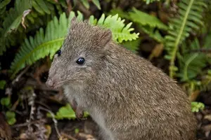 Discover the Potoroo: Australia's Ancient, Mysterious Marsupial & Ecosystem Engineer - image 5